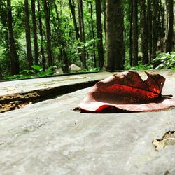 Red umbrella in forest
