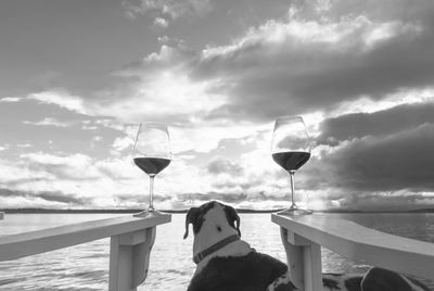 Dog between chair arms with red wine in black and white, landscape.