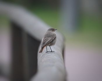 Close-up of bird perching on hand