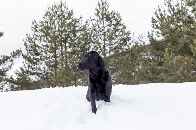 Dog on snow covered field