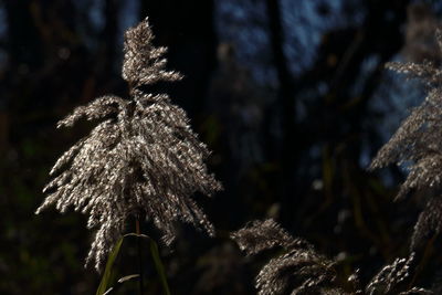 Close-up of wilted plant