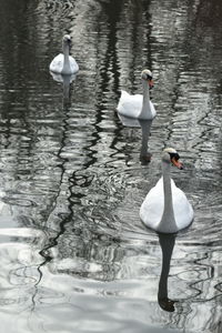 Swans swimming in lake