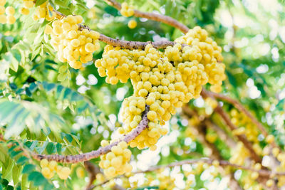 Low angle view of yellow berries on tree