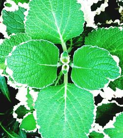 Close-up of leaf