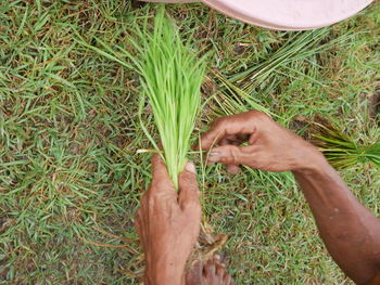 High angle view of man hand holding grass