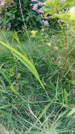 High angle view of fresh green plants on field