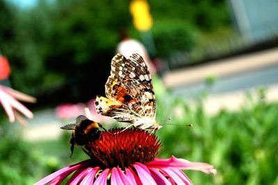 Close-up of butterfly on flower