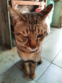 Close-up of a cat sitting on floor