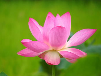 Close-up of pink lotus