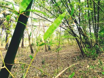 Trees growing in forest