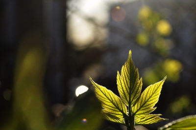 Close-up of leaves