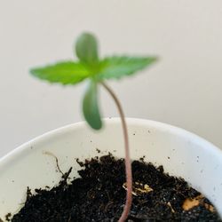 Close-up of strawberry over white background