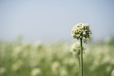 Close-up of flower growing in field against clear sky