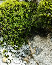 Plants growing on a tree