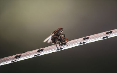 Close-up of fly on twig