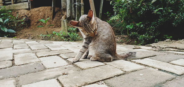 Cat sitting on footpath