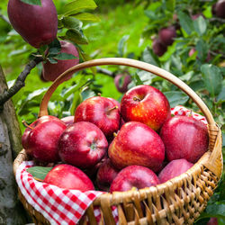 Close-up of apples in basket