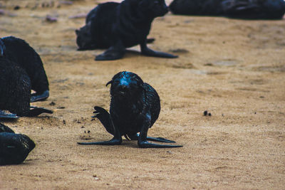 Two birds on the ground