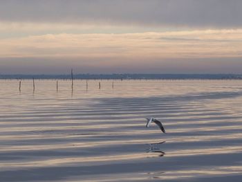 Swans on lake against sky during sunset