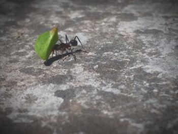 Close-up of insect on leaf