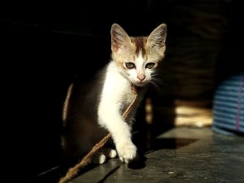 A chained kitten basking in the morning sun exposing her little paws