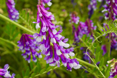 Close-up of purple flowering plant