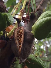 Close-up of leaves