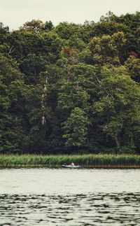 Scenic view of river amidst trees in forest