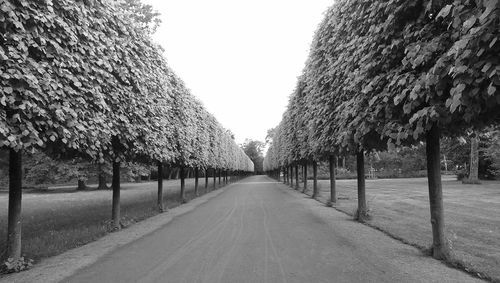 Road along trees