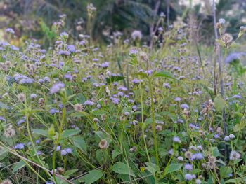 Close-up of purple flowering plants on field