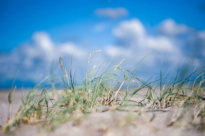 Close-up of grass on field against blue sky