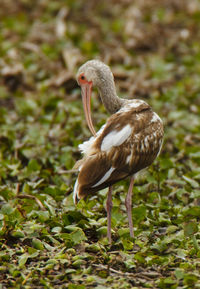 Close-up of bird on rock