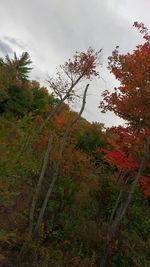 Trees on field against cloudy sky