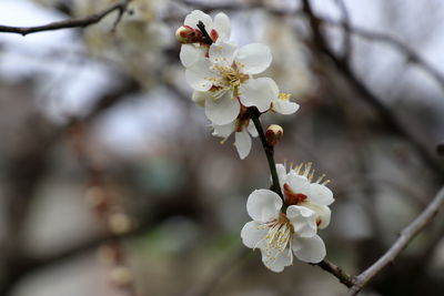 Close-up of white japanese apricot tree.