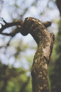 Close-up of lizard on tree trunk