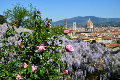 Close-up of pink flowering plants against sky