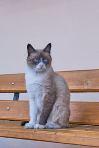 Cat sitting on wooden table