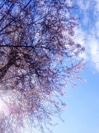 Close-up of tree against sky