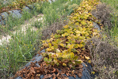 Close-up of plants growing on field