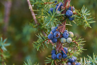 Close-up of berries growing on tree