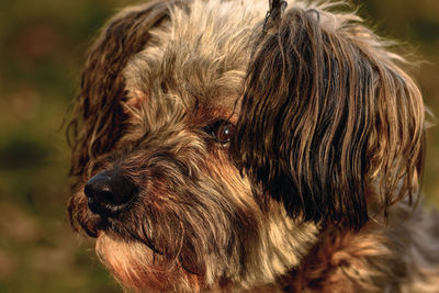 Close-up of dog looking away