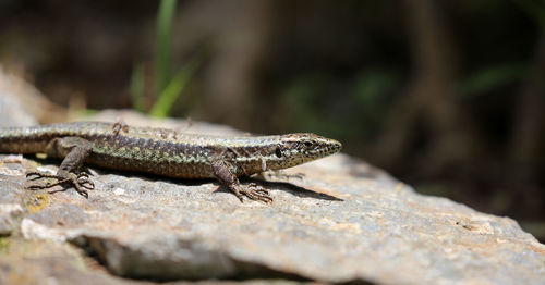 Close-up of lizard on rock