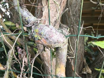 Close-up of damaged tree trunk