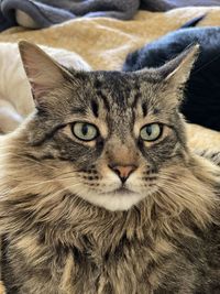 Close-up portrait of tabby cat