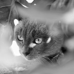 Close-up portrait of cat