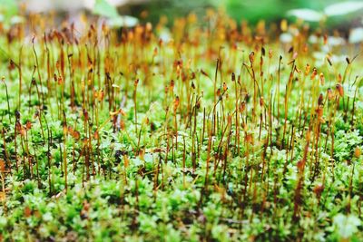 Close-up of plants growing on field