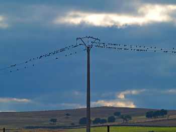 Low angle view of birds on field against sky