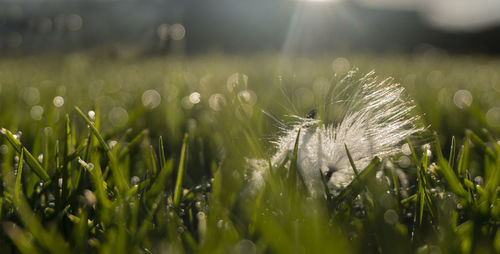 Close-up of grass growing in field