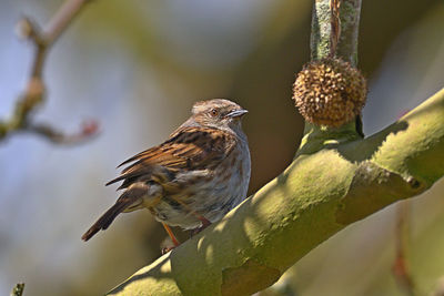 Close-up of bird perching on branch