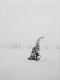 Tree on snow covered landscape against clear sky